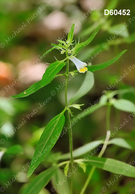 American Cow-wheat (Melampyrum lineare)